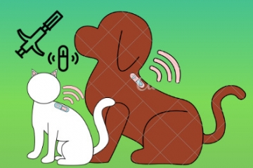 Back-end development